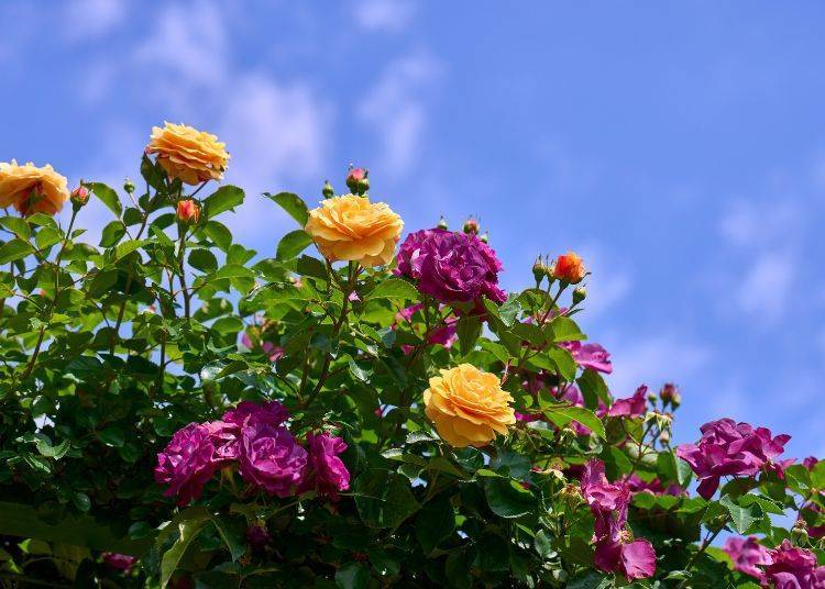 Image source: Keisei Rose Nurseries, Inc.