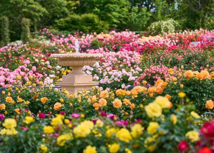 Image source: Keisei Rose Nurseries, Inc.