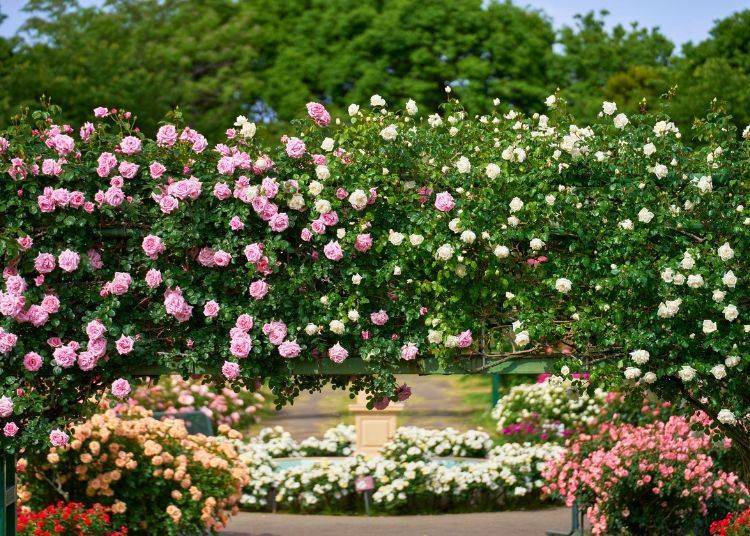 Image source: Keisei Rose Nurseries, Inc.