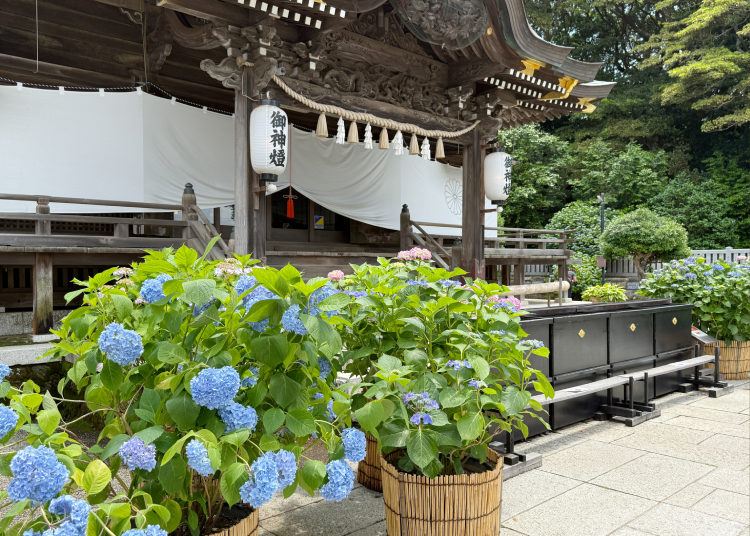 (Photo by author: Alice Lee/LIVE JAPAN)