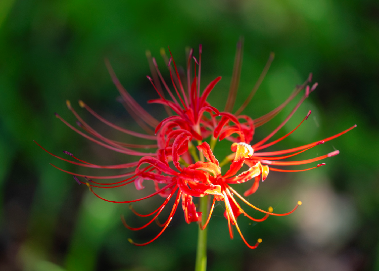 Close-up of red spider lilies. (Photo credit: Timothy Sullivan/LIVE JAPAN)