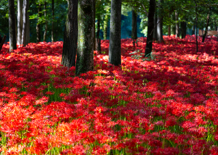 Sunlight filtering through the trees onto the sea of red spider lilies. (Photo credit: Timothy Sullivan/LIVE JAPAN)