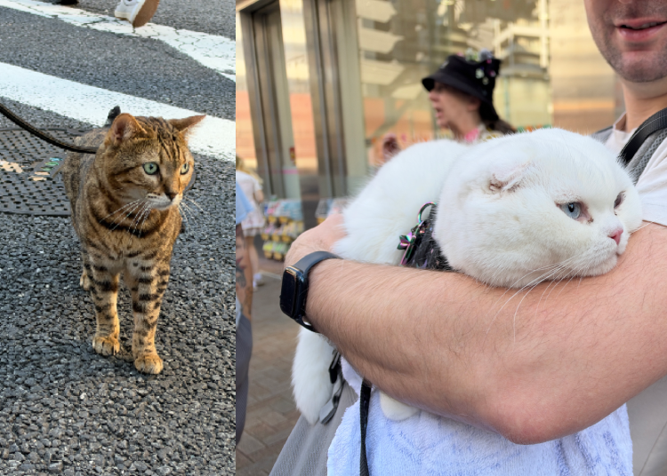 Kucing sungguhan juga ikut meramaikan! (Kredit foto: Alice Lee/LIVE JAPAN)