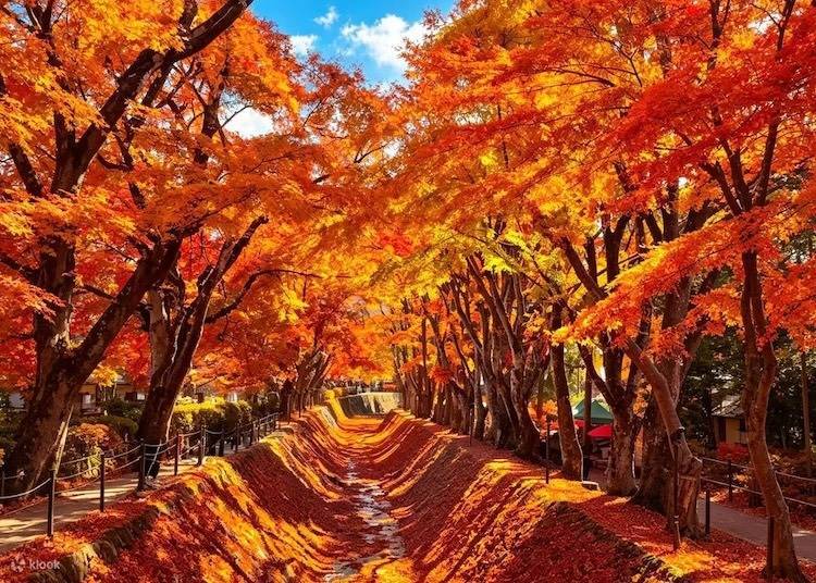 이미지: 단풍 회랑 (출처: Klook)