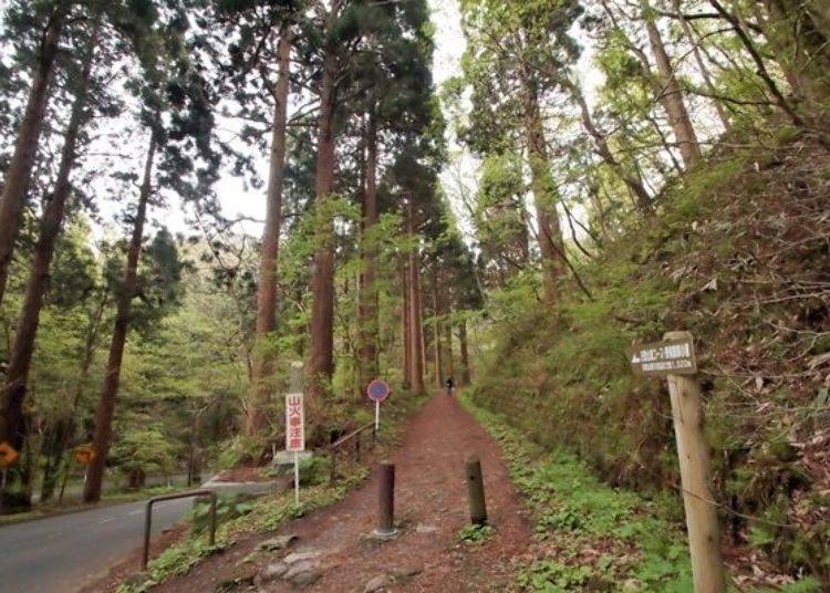 ▲ Aside from the Mt. Hakodate Tourist Road, there is also a dedicated hiking path for those who wish to walk to the summit.