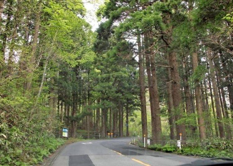▲函館山觀光道路。巴士行駛於在北海道內非常稀奇的杉樹林間。