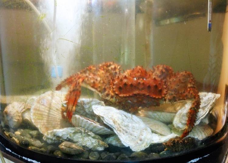 It is almost impossible to see live hanasakigani (blue king crab) outside of Hokkaido! Other seafood kept alive are oysters, scallops, namako (sea cucumbers), abalone, and clams. Roughly every four days tanks are replenished new seafood.
