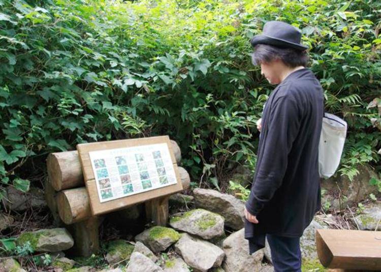 途中有介绍藻岩山动植物的标示牌,还有设置休息的长椅。