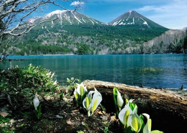 Flowers of the white skunk cabbage are harbingers of the approach of spring (May is the best time for viewing). Onneto offers the added charm of being able to see many beautiful wild flowers (Photo: Ashoro Tourism Association)