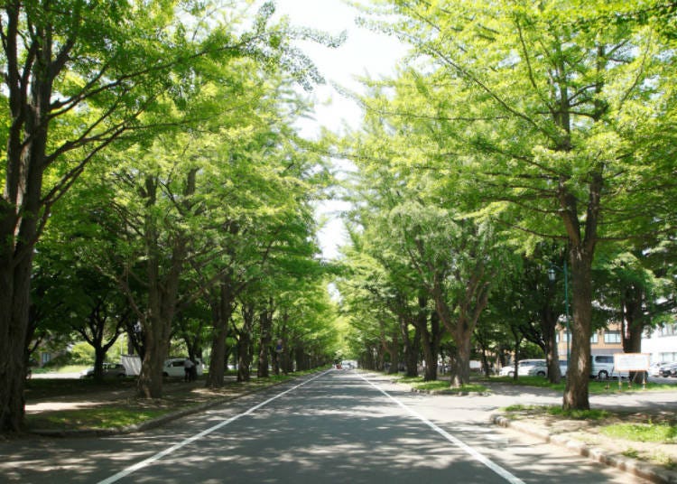Street lined with gingko trees which are symbolic of the Hokudai campus