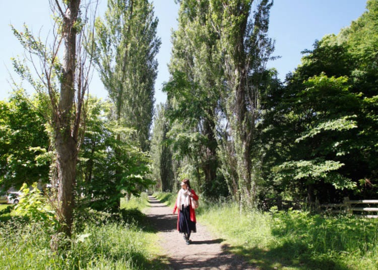 Rows of poplar trees