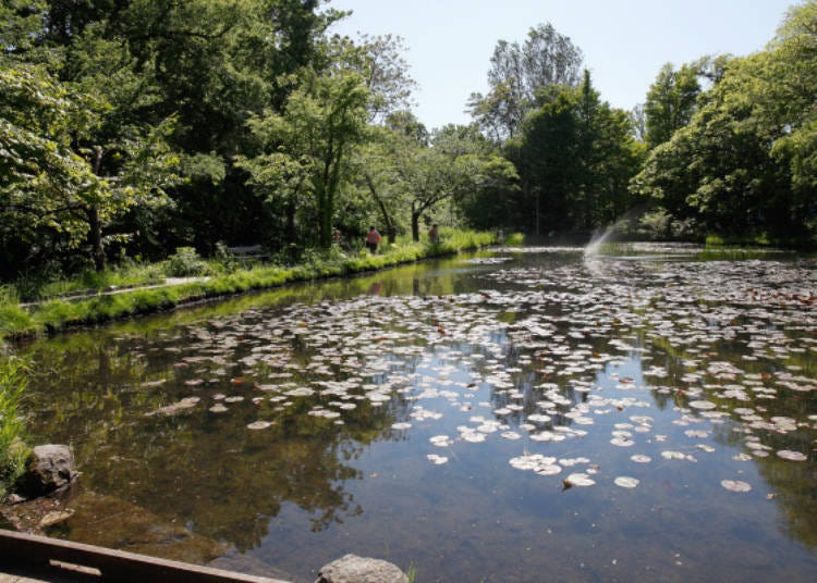 Ono Pond