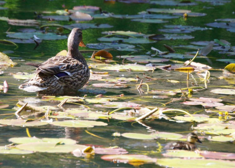 A mallard hen and duckling