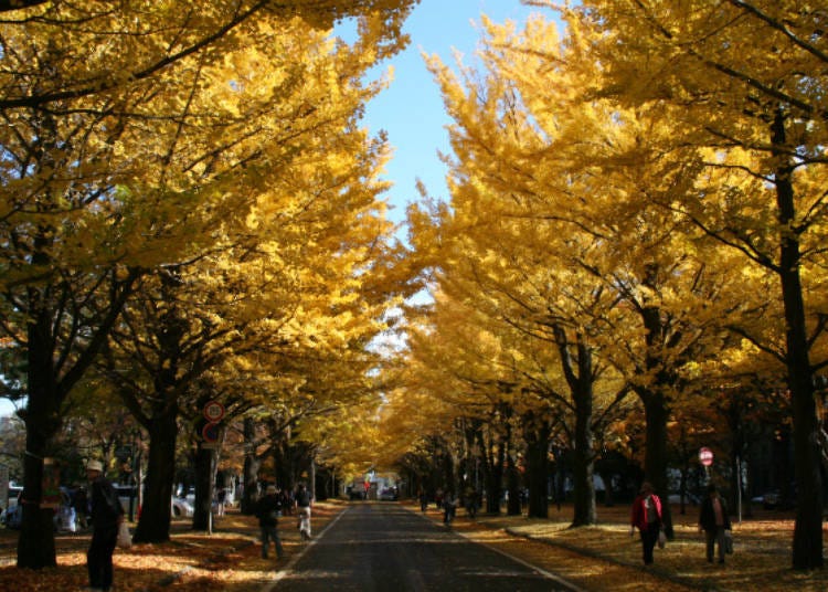 An autumnal view of the avenue of gingko trees (Photo: Hokkaido University)