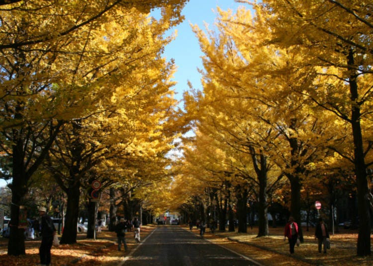 ▲秋天进入黄叶期的样貌／照片提供：北海道大学