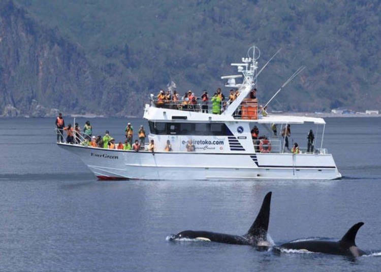 Whales, dolphins, and killer whales in the sea of Shiretoko - Rausu! (Photo provided by Shiretoko Nature Cruise)