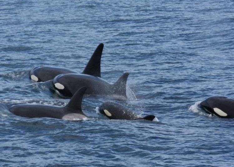 A family of orcas. Can you imagine be able to see them up close like this? (Photo provided by Shiretoko Nature Cruise)
