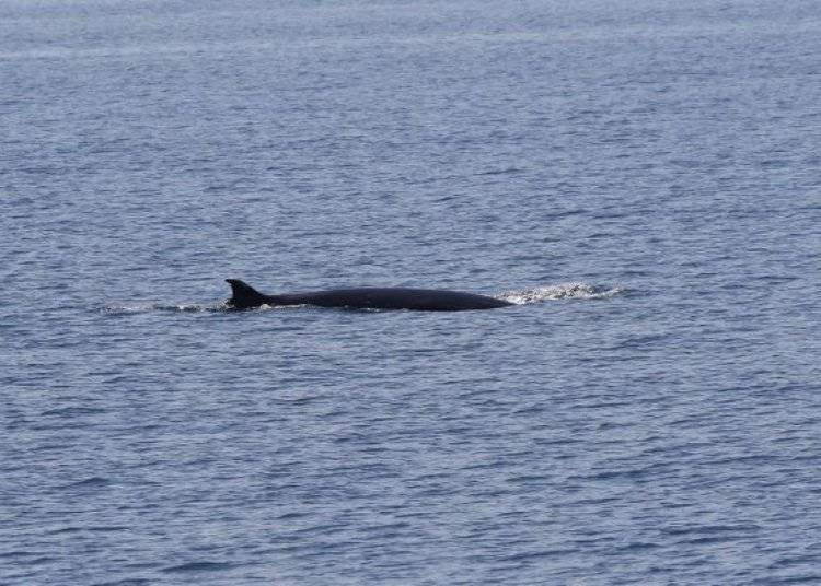 The back of a minke whale appeared right away!