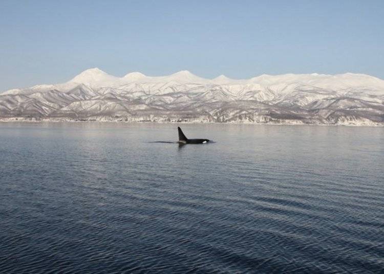 Killer whale near the Shiretoko mountain range. In order to see such a scene, I thought of returning (Photo: Shiretoko Nature Cruise)