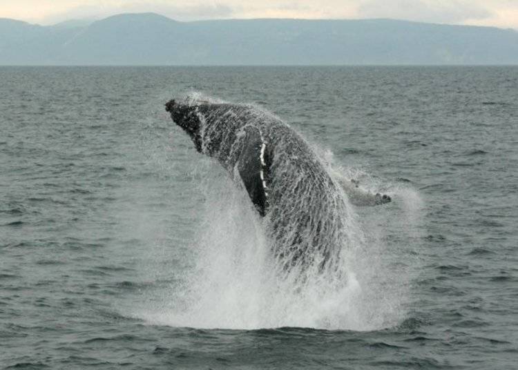 거대한 몸체가 공중에서 날아오르는 혹등고래의 점프. 이런 역동적인 광경을 볼 수 있을지도? (사진제공:시레토코 네이처 크루즈)
