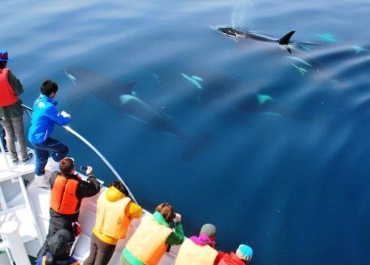 파란 바다에 흑백 모양이 비춰지는 범고래 무리들. 사람은 거의 경계하지 않아 가까이에서 관찰할 수 있다.   (사진제공:시레토코 네이처 크루즈)