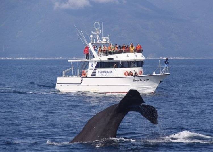 运气好的话，可以近距离的看到抹香鲸举起尾鳍和大家打招呼。 （照片提供：知床Nature Cruise）
