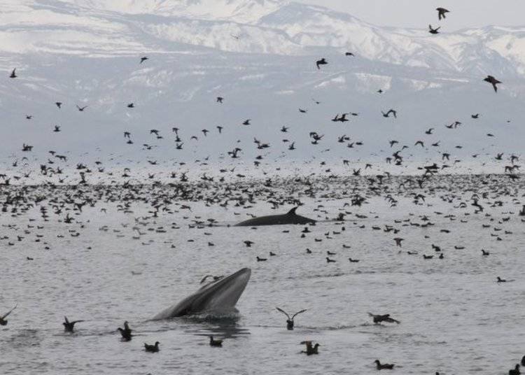 初春可以看到成千上万的海鸟与小须鲸。 （照片提供：知床Nature Cruise）