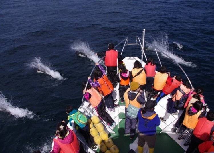 还有机会可以同时看到很多只多尔鼠海豚一起游到船头（照片提供：知床Nature Cruise）