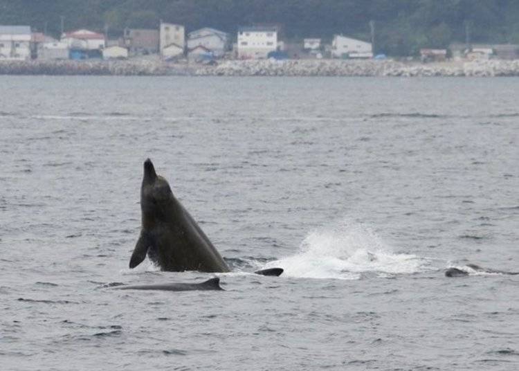 因为贝氏喙鲸的嘴巴乍看之下像是槌子，所以日文取名为ツチクジラ（tsuchikujira),ツチ就是槌子的意思，クジラ就是鲸鱼的意思。 （照片提供：知床Nature Cruise）