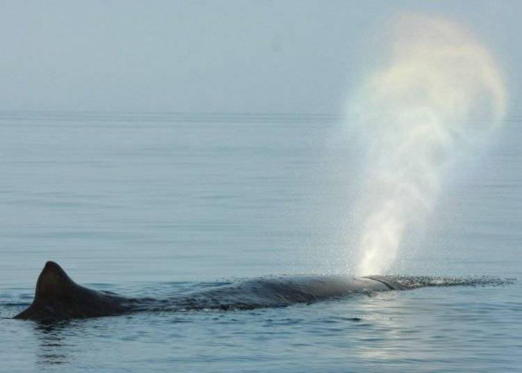 一说到鲸鱼，第一个联想到的画面就是喷水了！抹香鲸的喷水孔在头部的左边，喷水时会朝左前方喷出。 （照片提供：知床Nature Cruise）
