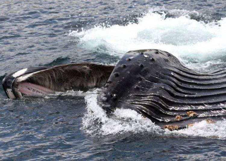 这是正张开嘴巴在进食的座头鲸。如果幸运的话，就能够看到这样惊人的瞬间。 （照片提供：知床Nature Cruise）