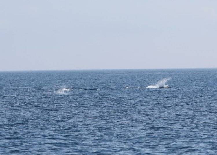 在平穩的海面上看到很多鯨魚在戲水