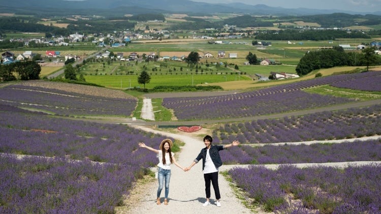 Hokkaido Lavender Fields: 6 Best Places in Furano to See Japan's Dreamiest Purple Meadows