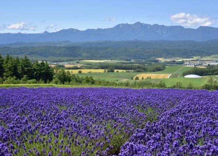 ▲One of the charms of the Furano flower fields district is that you can view the majestic landscapes and flower fields from several locations!