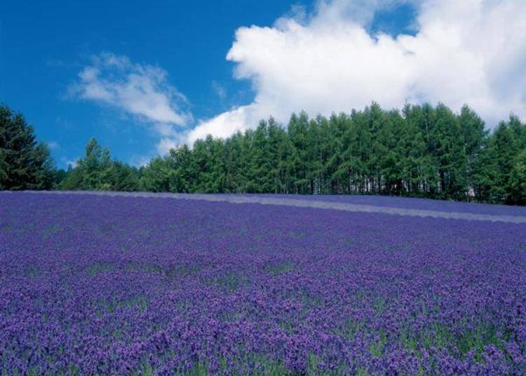▲The Traditional Lavender Field located along the slope is also another place to stop by!