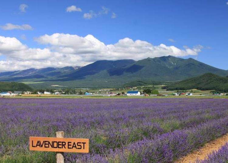 ▲A huge lavender field the size of 3 Tokyo Domes, with about 90,000 flowers planted here