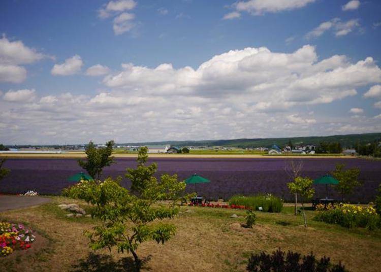 ▲View of the lavender field form the observation deck. In front is the Fragrant Breeze Hill