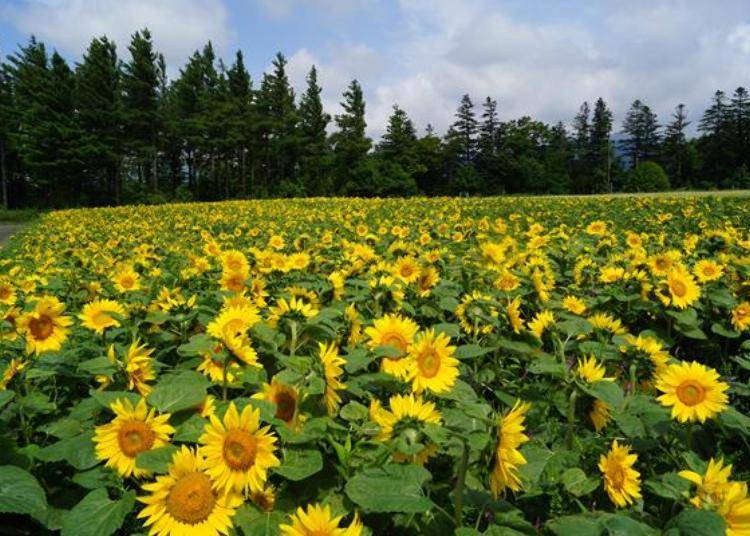 ▲Every year in early August sunflowers are in bloom