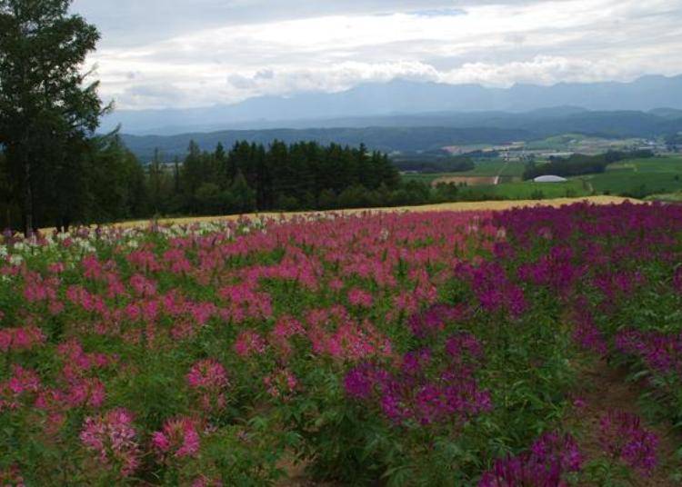 ▲The best season to view the Spider flower fields is early to late August