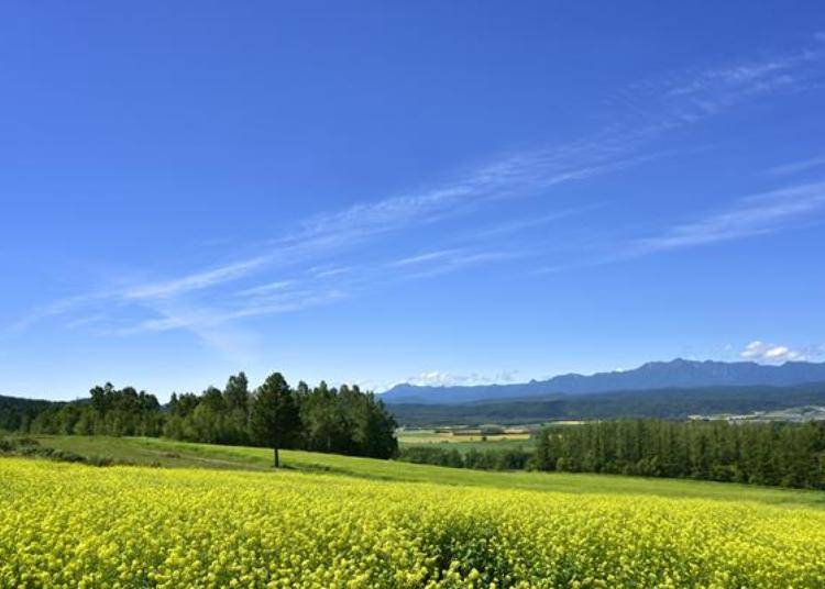 ▲A beautiful scenery of Kigarashi field can be seen during mid-August every year