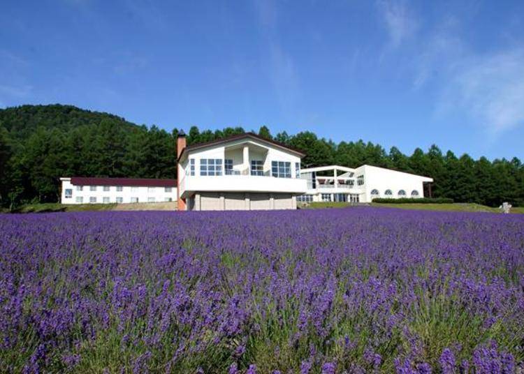 ▲The Sea of Lavender in front of the hot spring lodging facility