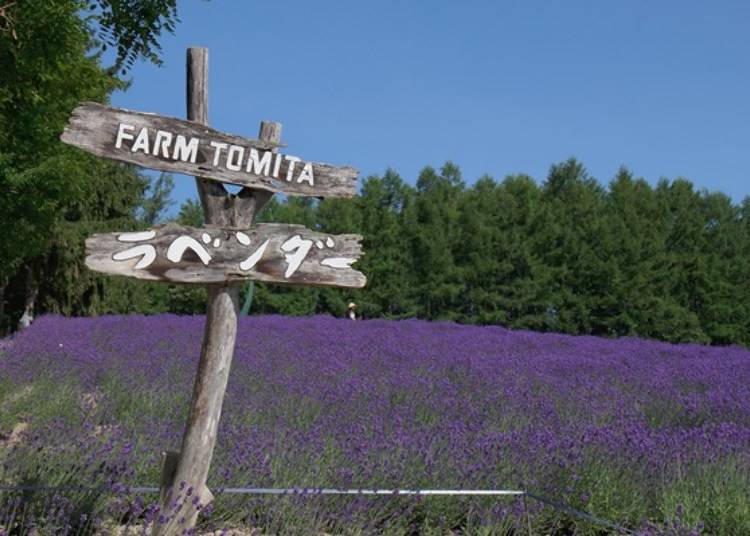 후라노 관광에서 라벤더를 보는 거의 모든 사람이 간다고 해도 과언이 아닌 팜 토미타의 라벤더 밭