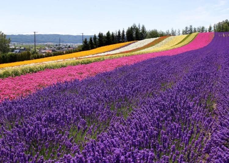 컬러풀한 꽃밭 언덕이 펼쳐지는 [이로도리노 바타케]는 촬영지로 유명하다