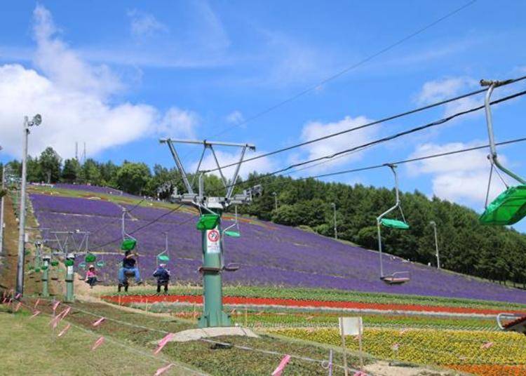 겨울에는 스키장이 되는 호쿠세산 스키장이, 여름에는 일면 가득 라벤더 밭으로 변한다