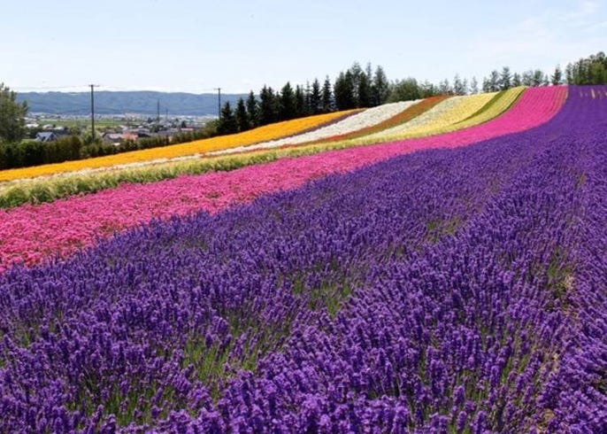 令人向往的富良野薰衣草田 最佳赏花期与六大精选赏花地点 Live Japan 日本的旅行 旅游 体验向导