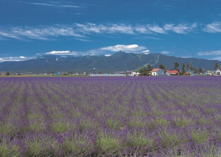 栽培的品种有「浓紫早开」和「丘紫」。每年的7月中旬前后是最佳赏花期
