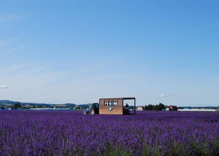 在梦幻紫色的薰衣草花田里漫游，绕一圈约15～20分钟。