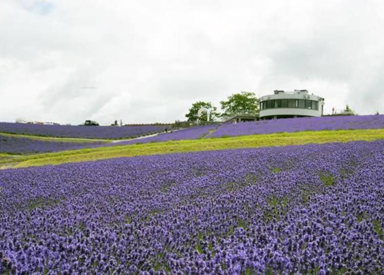 整片山坡都种满了绚烂的紫色薰衣草，可以从眺望台上观望这片薰衣草花海喔！