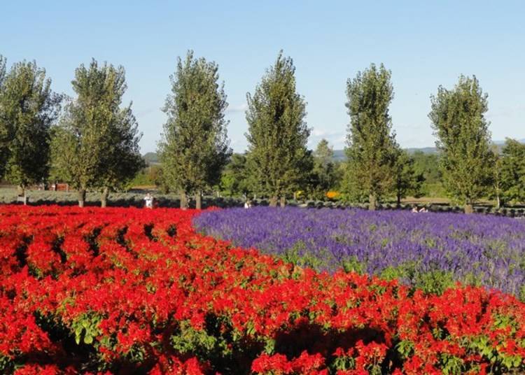 除了薰衣草以外，其他還有罌粟、一串紅等各式各樣的花卉，從春天到秋天都能眺望美麗迷人的花園。