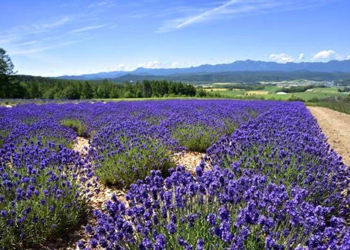 北海道薰衣草賞花趣 富良野6大花田 最佳賞花期整理 Live Japan 日本旅遊 文化體驗導覽